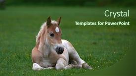  Presentation with foal - Cool new PPT theme with young-cute-foal-outdoor-resting backdrop and a tawny brown colored foreground