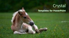  Presentation with foal - PPT layouts enhanced with young-cute-foal-outdoor-resting background and a tawny brown colored foreground