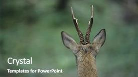  Presentation with deer - Amazing PPT theme having young deer back view backdrop and a gray colored foreground