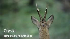  Presentation with deer - Presentation theme enhanced with young deer back view background and a gray colored foreground