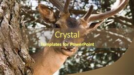  Presentation with buck - Audience pleasing slide deck consisting of young deer buck in woods backdrop and a tawny brown colored foreground