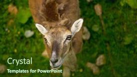  Presentation with upwards - 