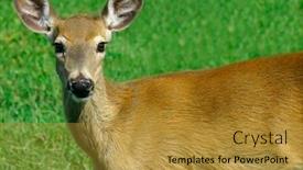  Presentation with deer - PPT theme enhanced with young deer looking at us background and a gold colored foreground