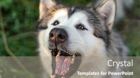  Presentation with dog - Amazing PPT layouts having young-dog-barking-close-up backdrop and a gray colored foreground