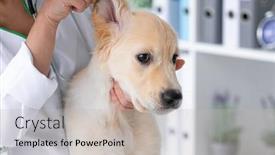  Presentation with veterinary - Slides having young-dog-ears-examining background and a soft green colored foreground
