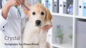  Presentation with veterinary - PPT theme having young-dog-ears-examining background and a soft green colored foreground