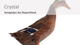  Presentation with duck - Slide set consisting of young domestic duck background and a white colored foreground