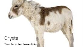  Presentation with background - Audience pleasing slides consisting of young-donkey-in-front backdrop and a white colored foreground
