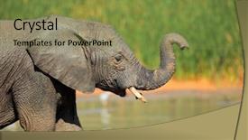  Presentation with south africa - Cool new slide set with young-elephant-loxodonta-africana backdrop and a tawny brown colored foreground