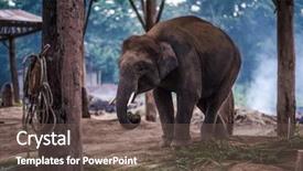  Presentation with elephant - Beautiful PPT layouts featuring young elephant with chained legs backdrop and a gray colored foreground