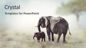  Presentation with elephant - Slide deck featuring young elephant with its mother background and a lemonade colored foreground