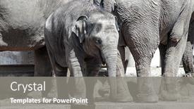  Presentation with animals zoo - Amazing slide deck having young-elephants-in-the-zoo backdrop and a gray colored foreground