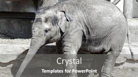  Presentation with animals zoo - PPT layouts having young-elephants-in-the-zoo background and a gray colored foreground