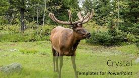  Presentation with teton - Amazing presentation having young-elk-cervus-elaphus-canadensis backdrop and a yellow colored foreground