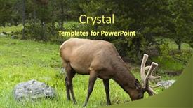  Presentation with teton - Audience pleasing theme consisting of young-elk-cervus-elaphus-canadensis backdrop and a tawny brown colored foreground