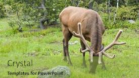  Presentation with teton - PPT layouts featuring young-elk-cervus-elaphus-canadensis background and a yellow colored foreground