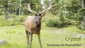  Presentation with teton - Presentation theme featuring young-elk-cervus-elaphus-canadensis background and a yellow colored foreground