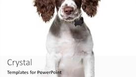 Presentation with english - Colorful slide deck enhanced with young-english-springer-spaniel-isolated backdrop and a white colored foreground