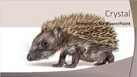  Presentation with camera - Beautiful slide set featuring young-european-hedgehog-looking backdrop and a coral colored foreground