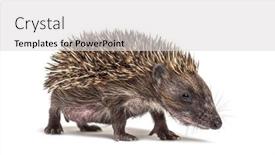  Presentation with camera - Beautiful presentation featuring young-european-hedgehog-looking backdrop and a light gray colored foreground
