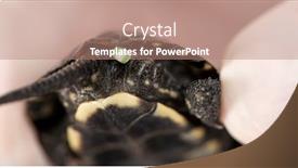  Presentation with turtle - Audience pleasing slides consisting of young-european-pond-turtle-emys backdrop and a coral colored foreground