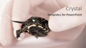  Presentation with turtle - PPT layouts featuring young-european-pond-turtle-emys background and a lemonade colored foreground