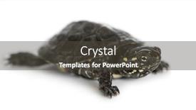  Presentation with turtle - Presentation theme having young-european-pond-turtle-emys background and a dark gray colored foreground