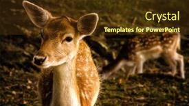  Presentation with deer - PPT layouts with young fallow deer dama dama in a beautiful natural background background and a tawny brown colored foreground
