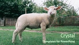  Presentation with livestock - PPT layouts consisting of young farm animal sheep livestock background and a ocean colored foreground