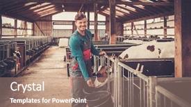  Presentation with dairy farm - PPT layouts with young farmer feeding calf background and a coral colored foreground