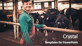  Presentation with dairy farm - Cool new PPT layouts with young farmer in a cowshed backdrop and a tawny brown colored foreground