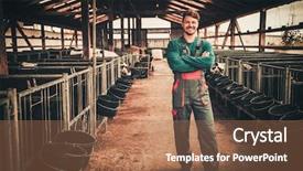  Presentation with dairy farm - Amazing PPT theme having young farmer in a cowshed backdrop and a coral colored foreground