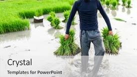  Presentation with plantation - Amazing slides having young farmer working on rice plantation backdrop and a white colored foreground