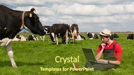  Presentation with agriculture black and white cow - Beautiful slides featuring young farmer working with laptop in farm field with black and white cows backdrop and a tawny brown colored foreground