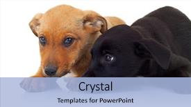  Presentation with hands down - Cool new PPT layouts with two stray dogs puppy - young fashion man looking down backdrop and a light blue colored foreground