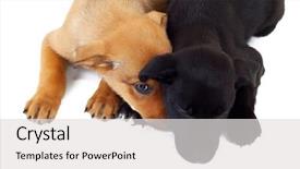  Presentation with hands down - Amazing PPT theme having young fashion man looking down and standing with his hands in pockets on white background with hard shadow backdrop and a light gray colored foreground