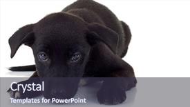  Presentation with hands down - Theme enhanced with young fashion man looking down and standing with his hands in pockets on white background with hard shadow background and a tawny brown colored foreground