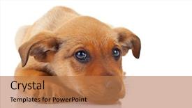  Presentation with hands down - Cool new theme with young fashion man looking down backdrop and a coral colored foreground