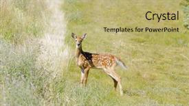  Presentation with whitetail deer - Audience pleasing PPT theme consisting of young fawn whitetail deer odocoilus backdrop and a yellow colored foreground