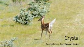  Presentation with whitetail deer - Slides featuring young fawn whitetail deer odocoilus background and a mint green colored foreground
