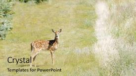  Presentation with whitetail deer - Cool new presentation theme with young fawn whitetail deer odocoilus backdrop and a mint green colored foreground
