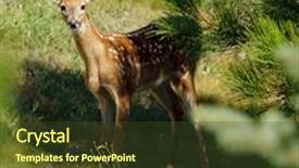  Presentation with whitetail deer - Slide deck enhanced with young-fawn-whitetail-deer-odocoilus background and a tawny brown colored foreground