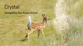  Presentation with whitetail deer - Amazing PPT theme having young-fawn-whitetail-deer-odocoilus backdrop and a yellow colored foreground