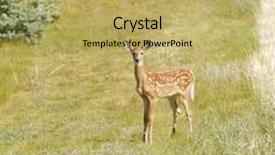  Presentation with whitetail deer - Beautiful slide deck featuring young-fawn-whitetail-deer-odocoilus backdrop and a yellow colored foreground