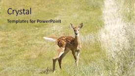 Presentation with whitetail deer - PPT theme with young-fawn-whitetail-deer-odocoilus background and a yellow colored foreground