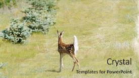  Presentation with whitetail deer - Beautiful slides featuring young-fawn-whitetail-deer-odocoilus backdrop and a mint green colored foreground