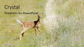  Presentation with whitetail deer - Slides having young-fawn-whitetail-deer-odocoilus background and a mint green colored foreground