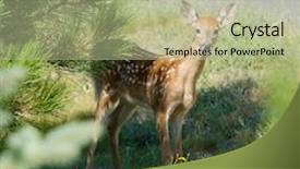  Presentation with whitetail deer - PPT theme having young-fawn-whitetail-deer-odocoilus background and a mint green colored foreground