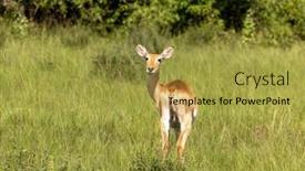 Presentation with uganda - Slides featuring young-female-bohor-reedbuck-redunca background and a yellow colored foreground