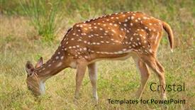  Presentation with ecology animal - Presentation design featuring young-female-chital-or-spotted background and a yellow colored foreground